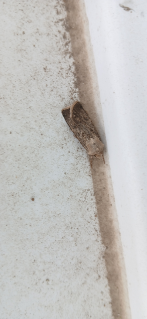 Agrotis segetum - vetési földibagoly
