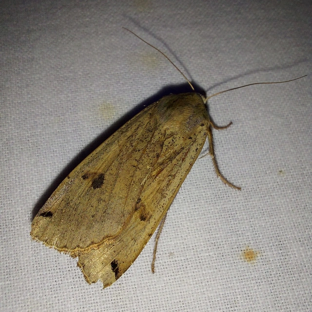 Noctua pronuba - nagy sárgafűbagoly
