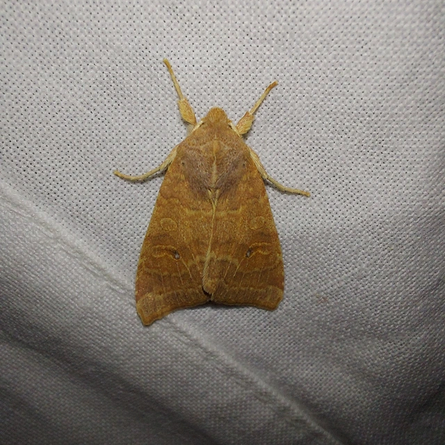 Sunira circellaris - okkersárga őszibagoly Sunira circellaris - okkersárga őszibagoly