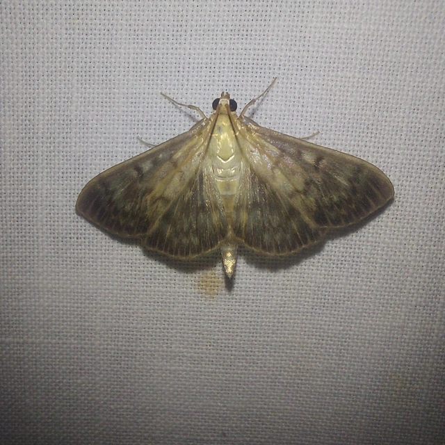 Patania ruralis - csalánevő tűzmoly