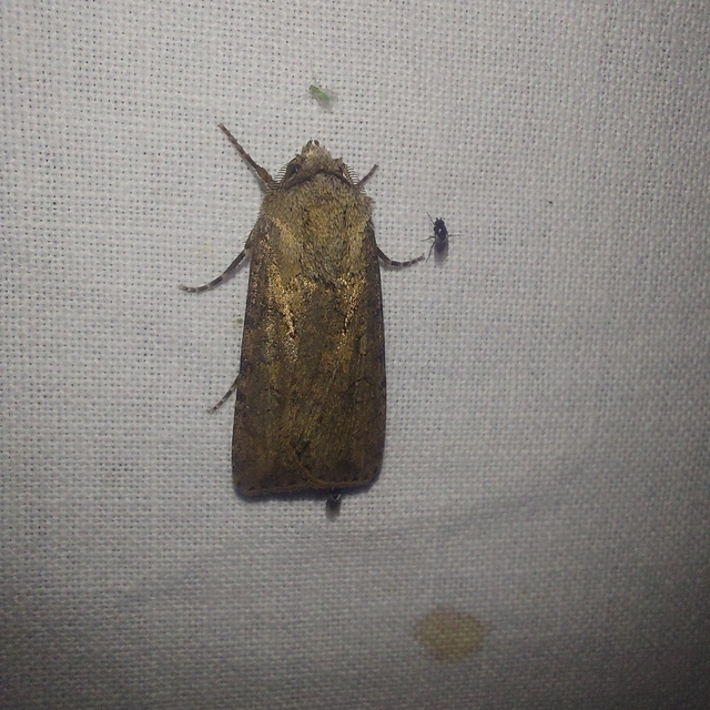 Agrotis segetum - vetési földibagoly