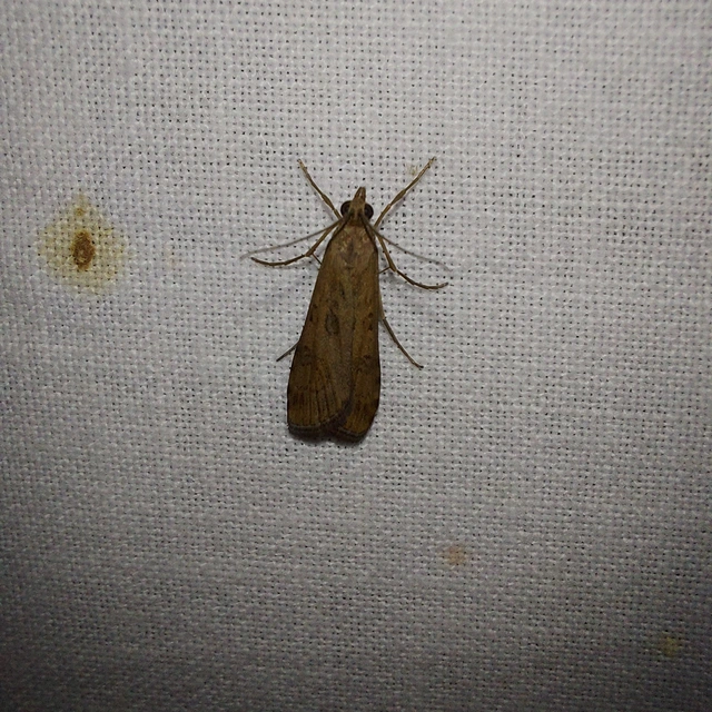 Nomophila noctuella - közönséges vándormoly