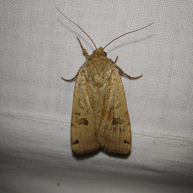 Noctua orbona - foltos sárgafűbagoly
