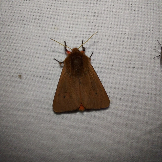 Phragmatobia fuliginosa - füstös medvelepke