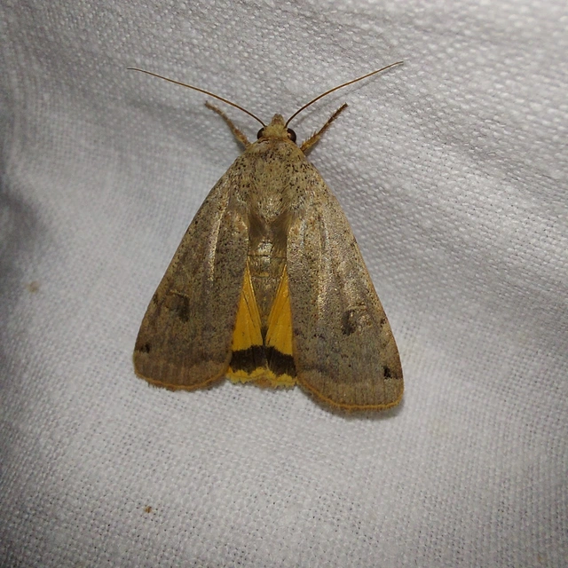 Noctua orbona - foltos sárgafűbagoly