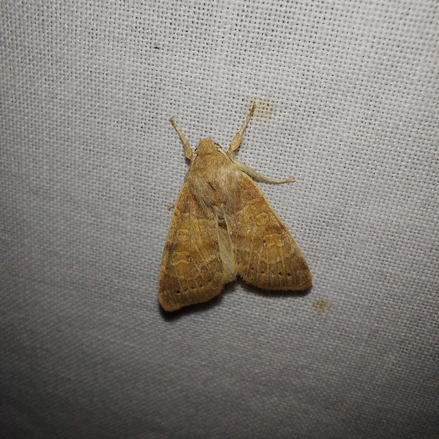 Sunira circellaris - okkersárga őszibagoly Sunira circellaris - okkersárga őszibagoly