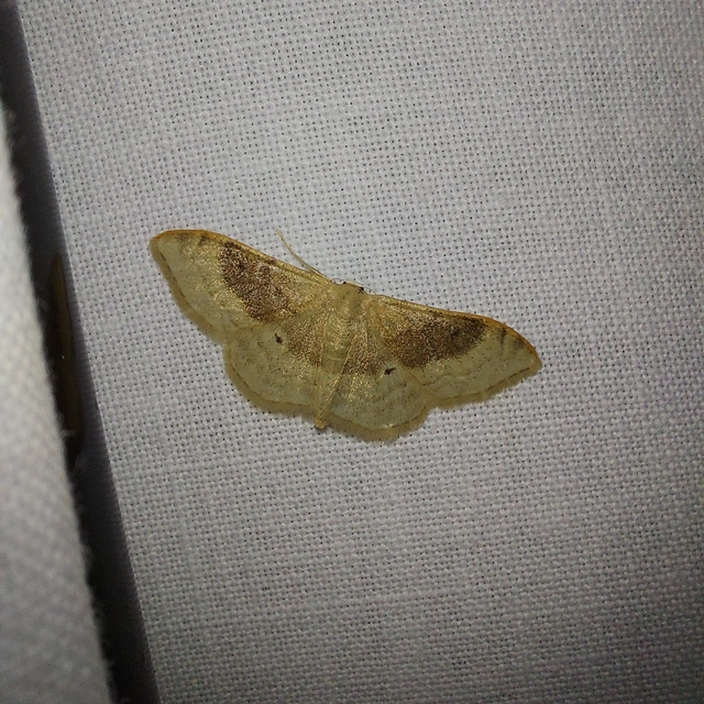 Idaea degeneraria - barnasávos araszoló