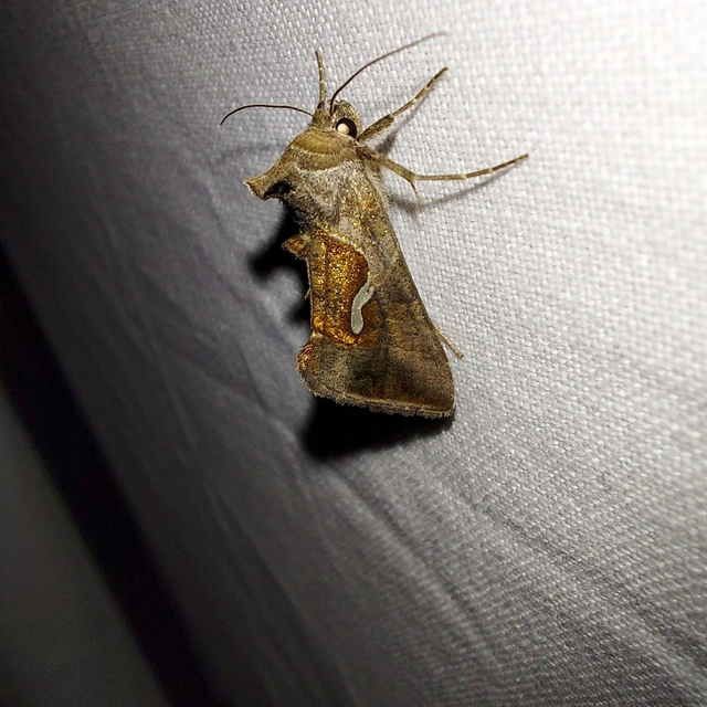 Macdunnoughia confusa - cseppfoltos ezüstbagoly