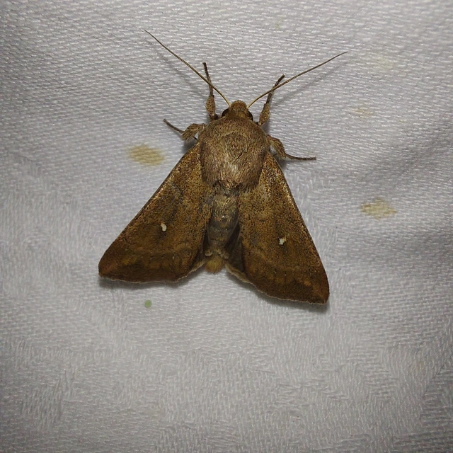 Mythimna albipuncta - fehérpettyes rétibagoly