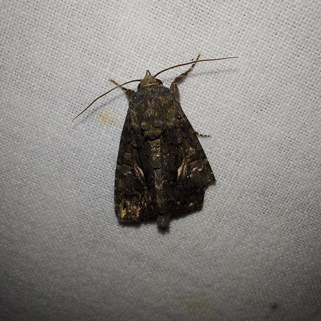 Anophia leucomelas - déli folyófűbagoly