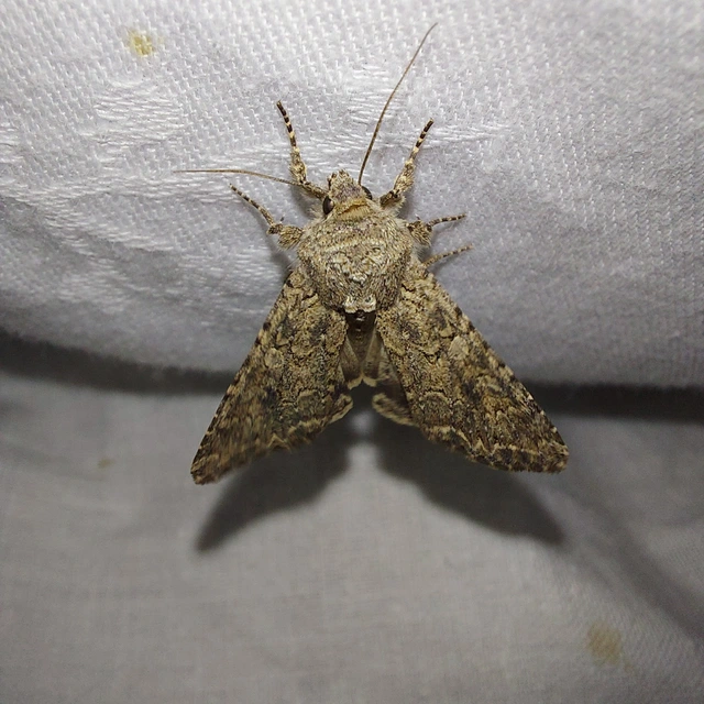 Hadula trifolii - lóherebagoly