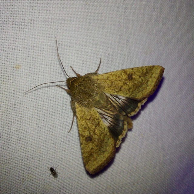 Helicoverpa armigera - kukorica-veteménybagoly