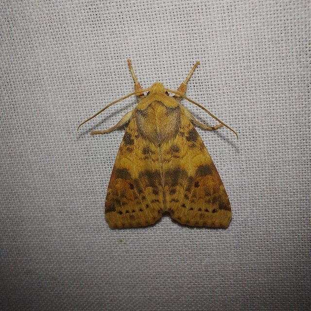 Cirrhia ocellaris - fakó sárgabagoly