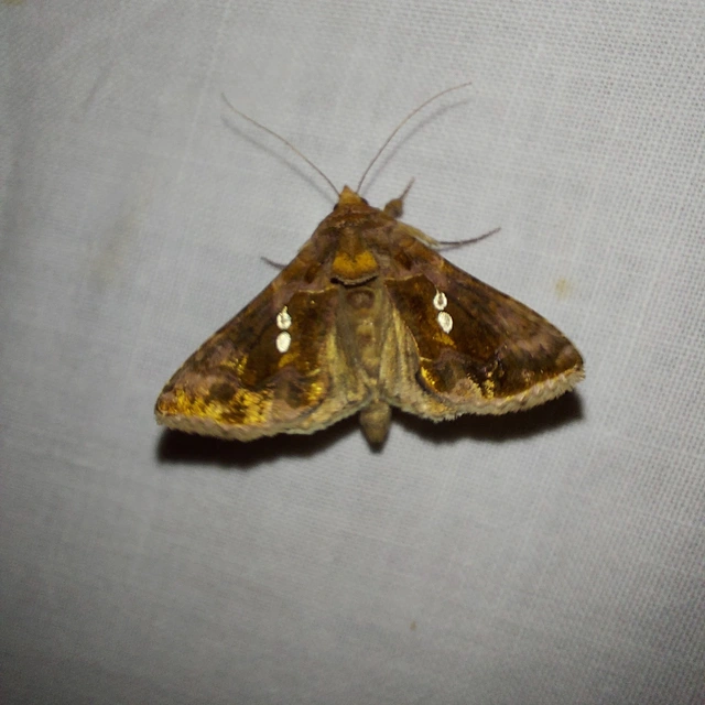 Chrysodeixis chalcites - déli aranybagoly