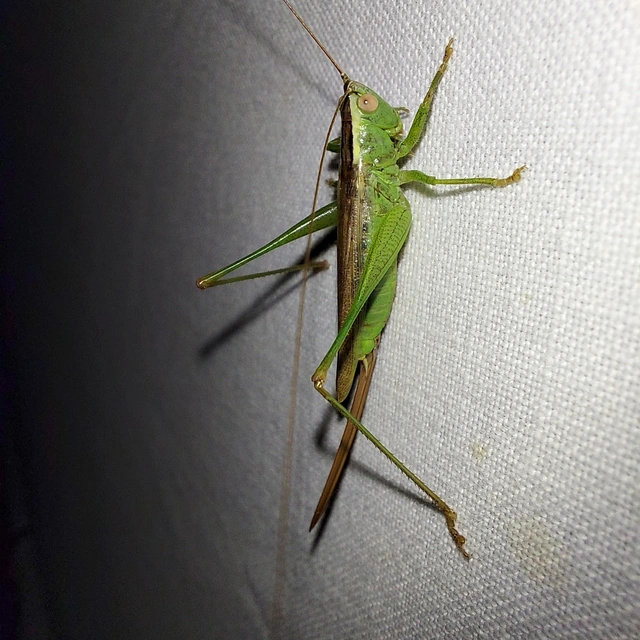 Conocephalus fuscus - kis kúpfejűszöcske