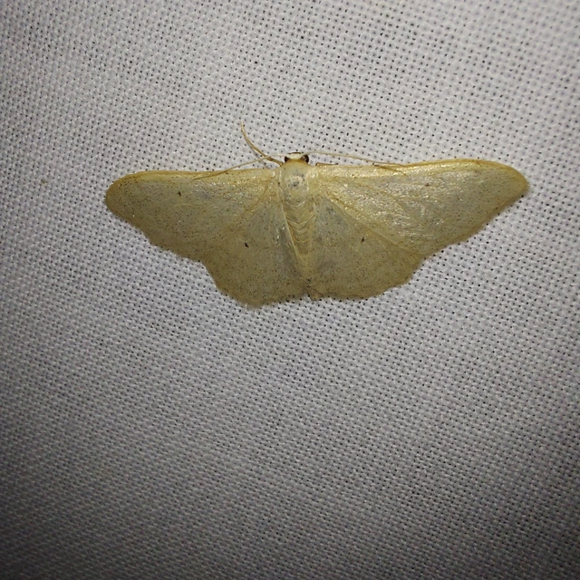 Idaea straminata - szalmasárga sávosaraszoló