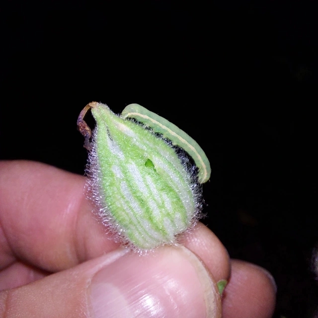 Hadula trifolii - lóherebagoly