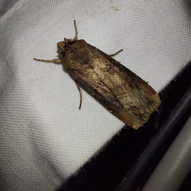 Agrotis ipsilon - nagy földibagoly