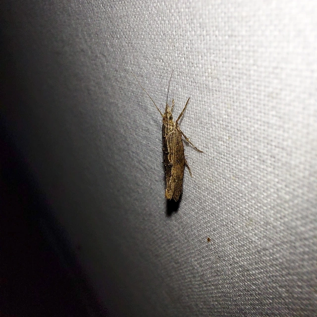 Ypsolopha scabrella - körtelevél-tarkamoly