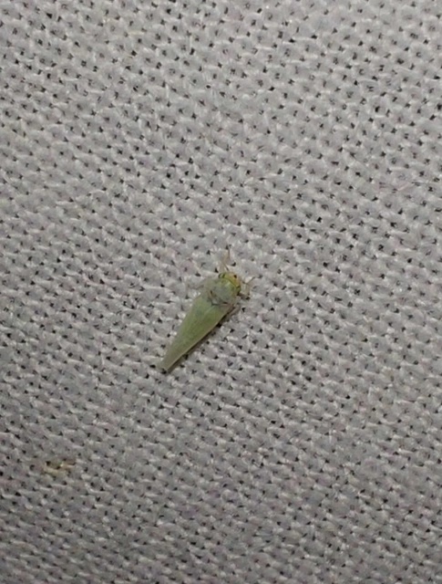 Zygina nivea