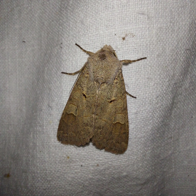 Ammoconia caecimacula - szürke őszibagoly