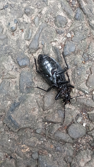 Carabus coriaceus - bőrfutrinka Carabus coriaceus - bőrfutrinka