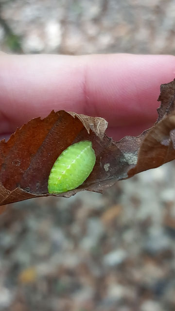 Apoda limacodes - kagylólepke