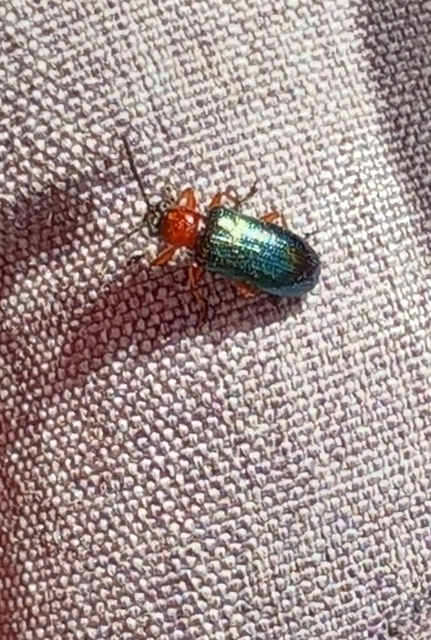 Oulema melanopus/duftschmidi