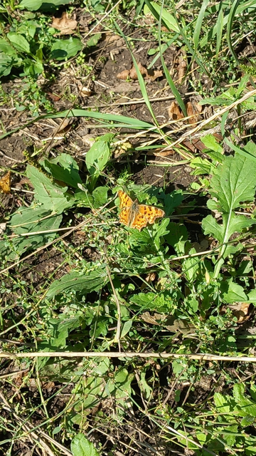 Nymphalis c-album - C-betűs lepke