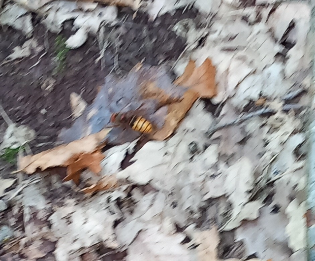Vespa crabro - lódarázs