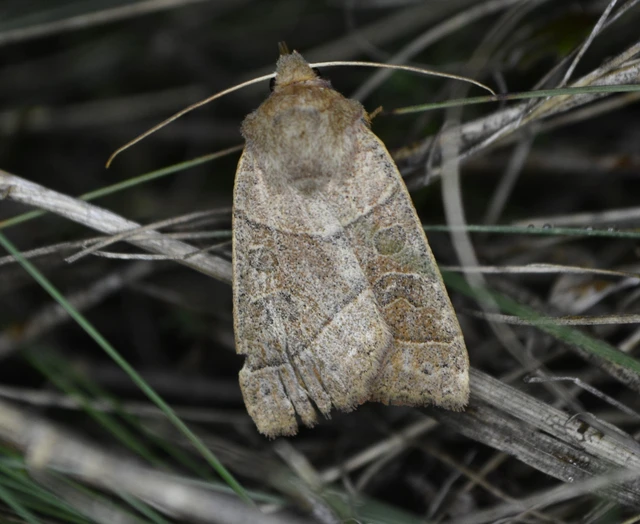 Mesogona acetosellae - madársóskabagoly