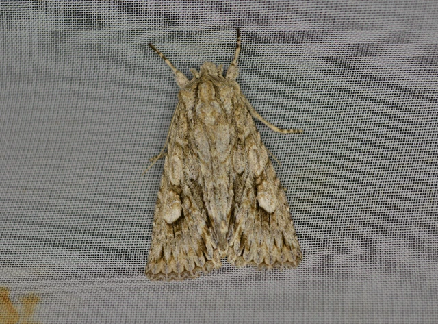 Meganephria bimaculosa - kétfoltos szilbagoly