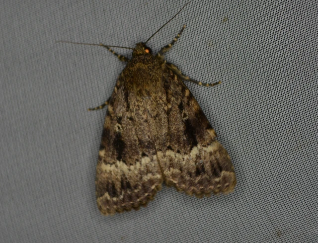 Amphipyra berbera/pyramidea