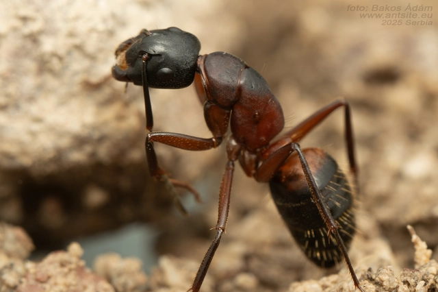 Camponotus ligniperda - faodvasító lóhangya