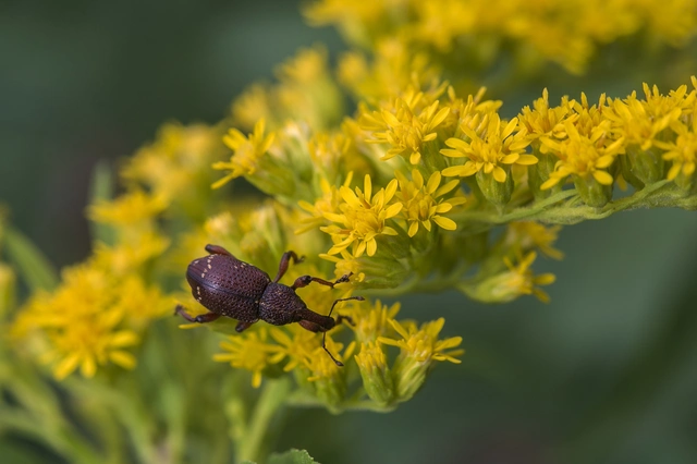 Hylobius transversovittatus - füzény-fenyvesormányos