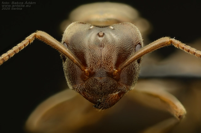 Lasius umbratus - berki borostyánhangya