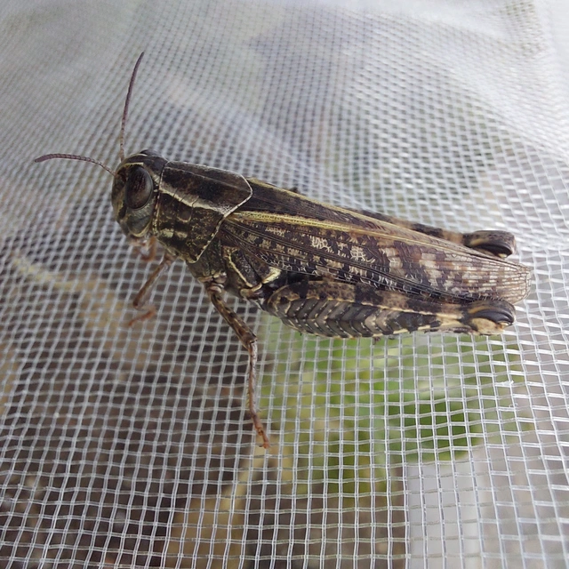 Calliptamus italicus - olaszsáska