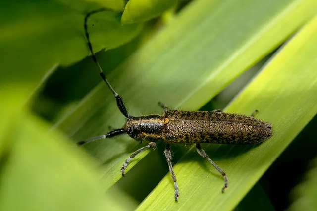 Agapanthia villosoviridescens - fehérgyűrűs bogáncscincér
