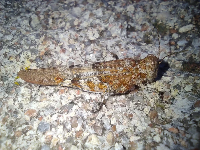 Sphingonotus caerulans - homokszínű sáska