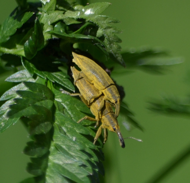 Lixus iridis - bürökfúró dudvabarkó