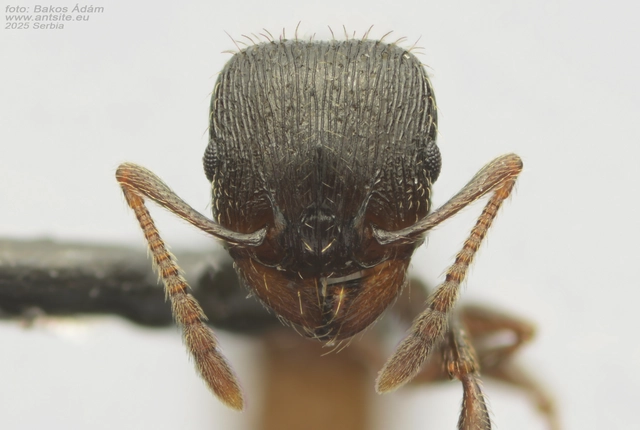 Tetramorium moravicum - morva gyepihangya