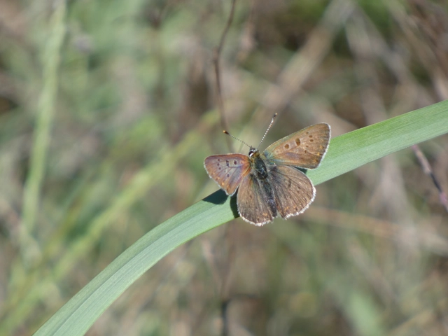 Lycaena tityrus - barna tűzlepke