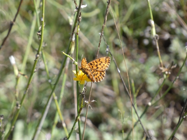 Boloria dia - kis gyöngyházlepke