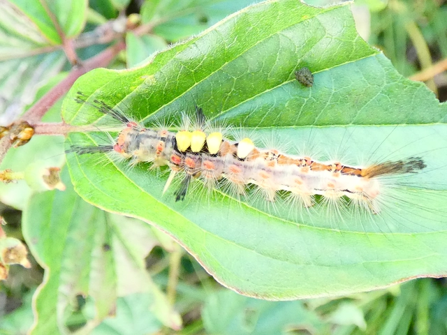 Orgyia antiqua - rozsdabarna kisszövő