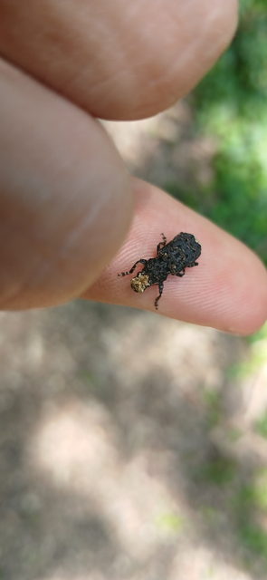 Platyrhinus resinosus - nagy orrosbogár