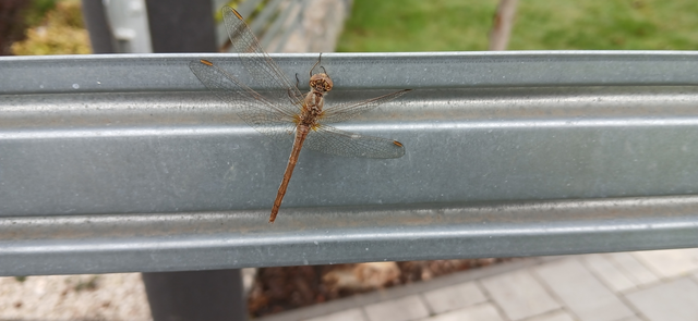 Sympetrum meridionale - fakó katona-szitakötő
