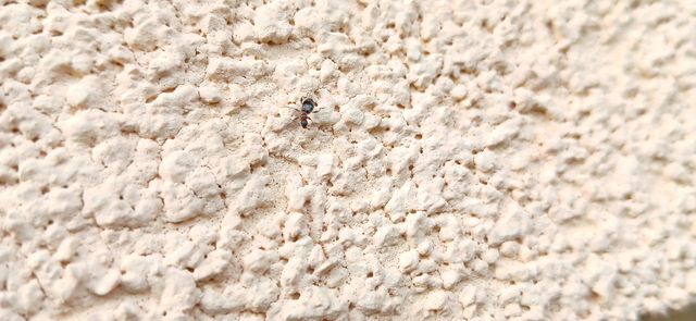 Anthicidae - fürgebogárfélék