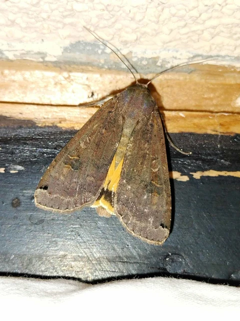 Noctua pronuba - nagy sárgafűbagoly