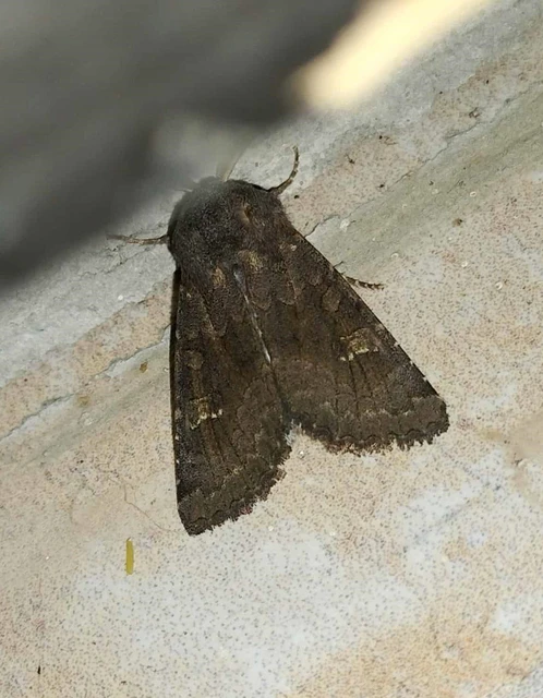 Aporophyla lutulenta - sziki őszibagoly