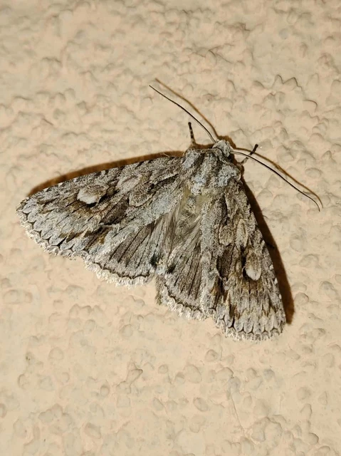 Meganephria bimaculosa - kétfoltos szilbagoly